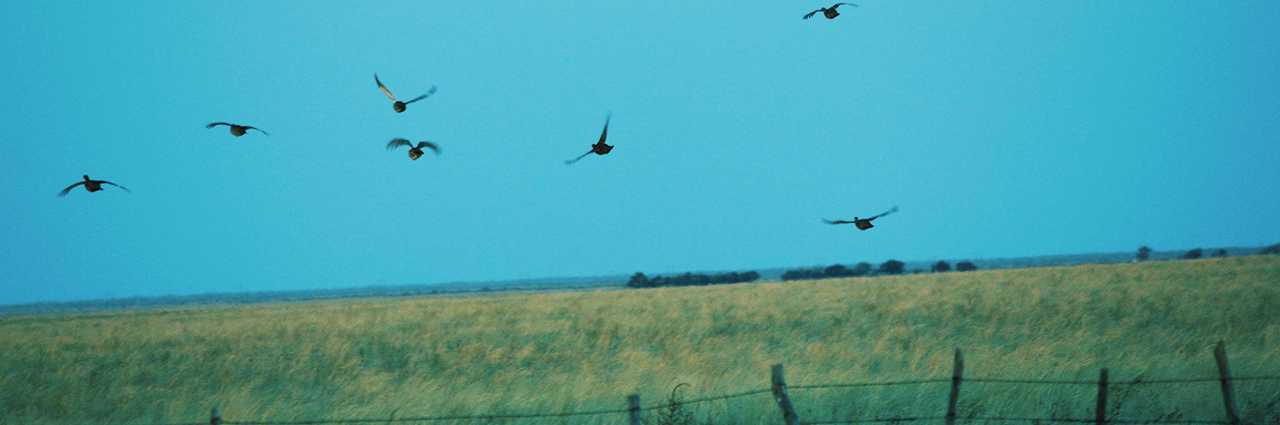 Riggsbee, Williams: Prairie chicken conservation program needs help